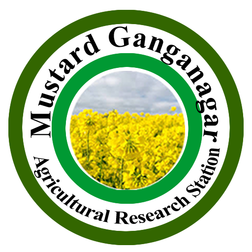 Mustard Ganganagar  Icon