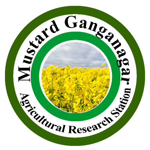 Mustard Ganganagar logo