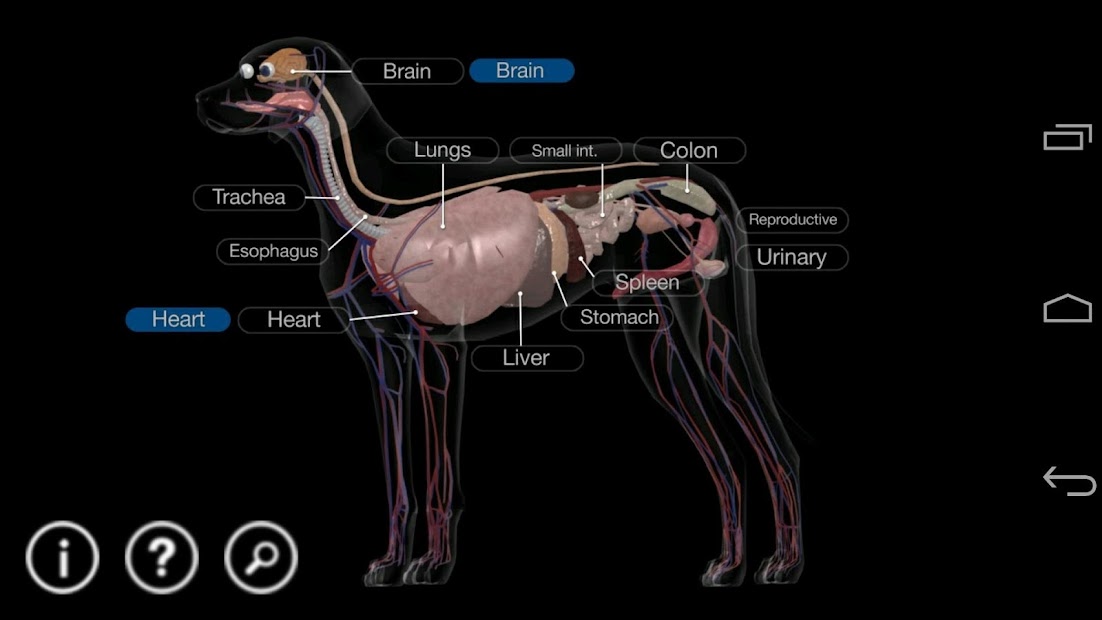 Captura de Pantalla 2 Dog Anatomy: Canine 3D android