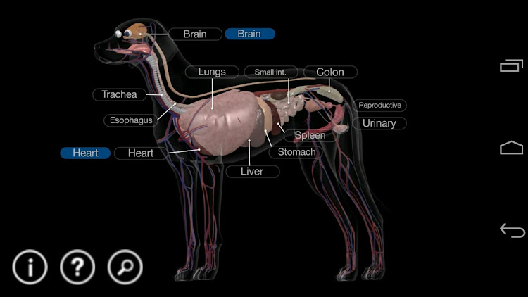 Dog Anatomy: Canine 3D - 1.0.9 - (Android)