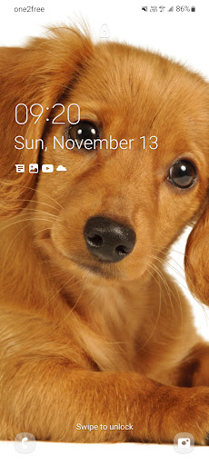 Android application Puppy Wallpaper screenshort
