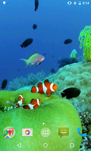 Clownfish Video Live Wallpaper Screen 2