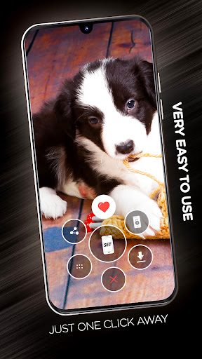 Puppies Wallpapers in 4K Screen 2