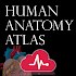 Human Anatomy Atlas3.6.13