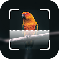 Bird identification: Picture bird identifier app