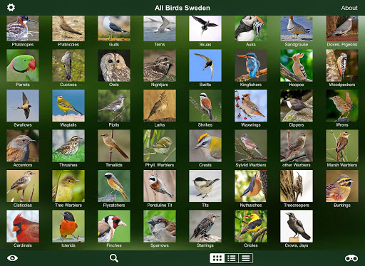 All Birds Sweden - A Sunbird F