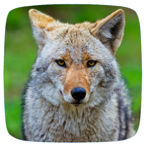 Coyote Sounds - Apps on Google Play