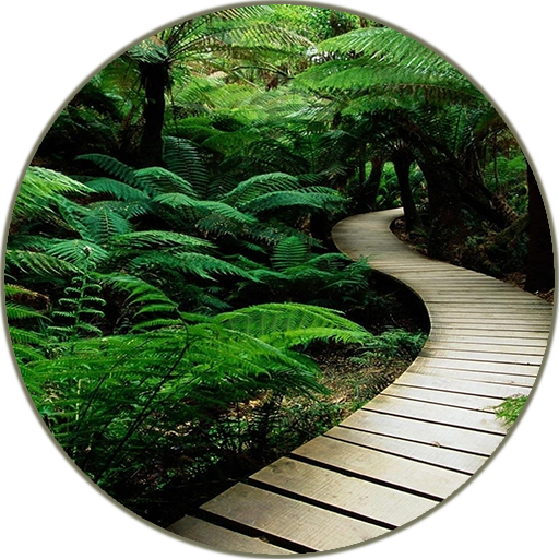 Rainforest Sounds Unduh di Windows