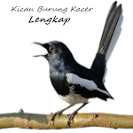 Cover Image of डाउनलोड Kicau Burung Kacer Lengkap 1.0 APK
