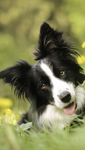 Border Collie Dog Wallpapers Screen 3