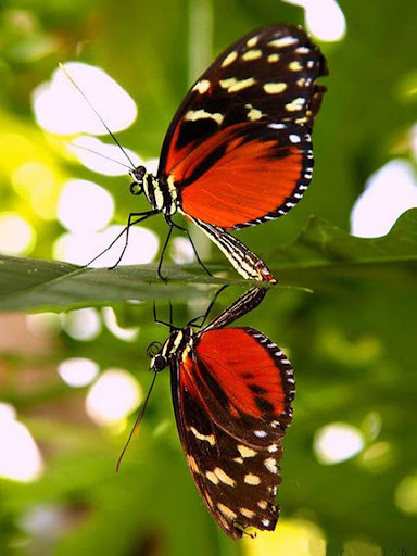 Android application Butterfly Jigsaw Puzzles screenshort