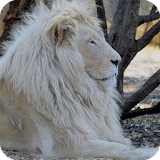 White Lion Wallpaper icon