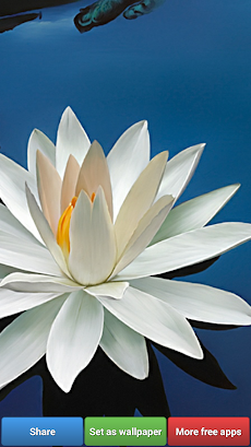 蓮の花の壁紙 Androidアプリ Applion