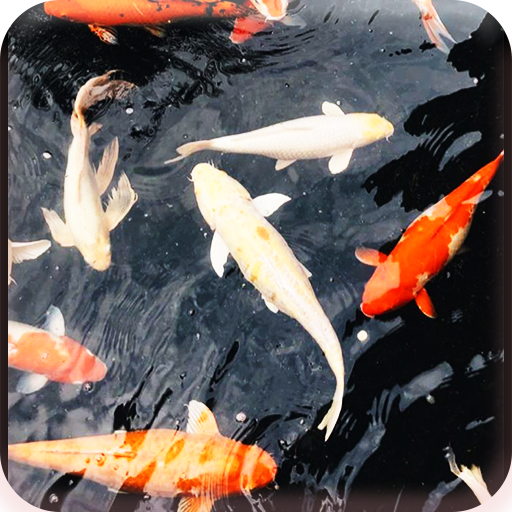 Koi Real Wallpaper logo