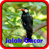 Kicau Jalak Suren Gacor icon