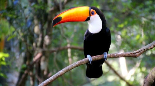 toucan sound Screen 3