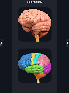 Brain Anatomy Pro.