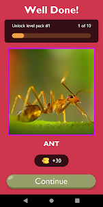 Guess The Insect Game