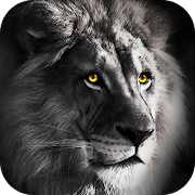 Wild Lion Live Wallpaper  Icon