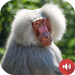 Cover Image of Unduh Baboon Sounds  APK