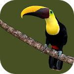 Cover Image of Tải xuống Animals of Costa Rica  APK
