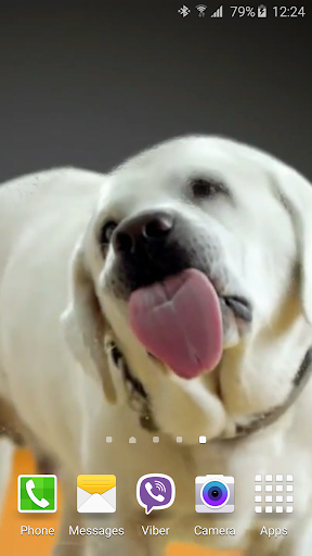 Android application Dog Licks Screen 4K Wallpaper screenshort