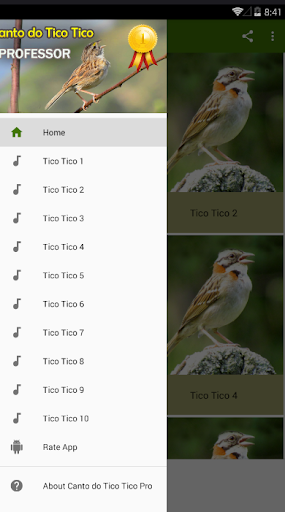 Canto do Tico Tico  Professor