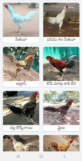 Kodi Sastram Screen 3