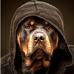 Cover Image of ดาวน์โหลด Rottweiler Dog Wallpaper HD 12 APK