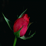 Red Rose Blooming LWP icon