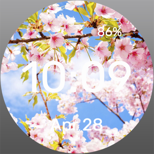 Cherry Blossoms - Watch Face Download on Windows