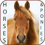 Horse breeds and pony guide icon