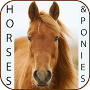 Horse breeds and pony guide 1.01 Icon