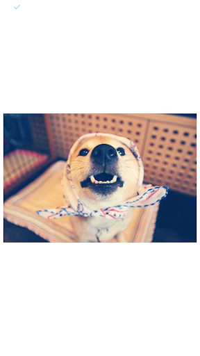 doggy :3 Screenshot 3 - AppWisp.com