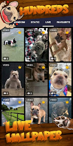 Captura 3 fondo pantalla bulldog francés android