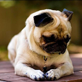 Pug HD Pictures Wallpapers icon