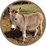 Donkey sounds icon
