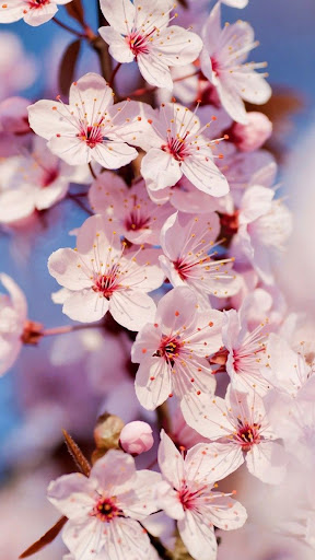 Android application Cherry Blossom Wallpaper screenshort