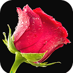 Cover Image of Download Red Rose Wallpaper  APK