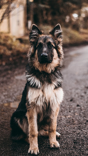 German shepherd wallpapers