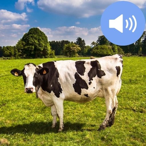 Cow Sounds and Wallpapers تنزيل على نظام Windows