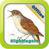 Kicau Burung Nightingale icon