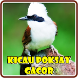 Kicau Burung Poksay Gacor icon