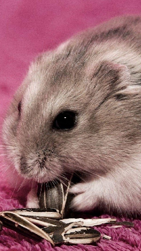 Android application Wallpapers Hamsters screenshort