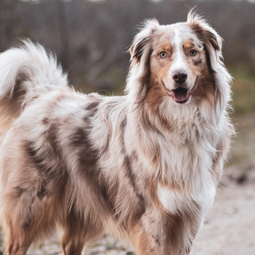Australian Shepherds Wallpaper logo