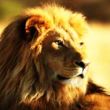 3D lion king 1 icon