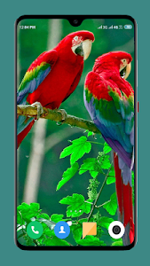 Parrot Wallpapers 4K Unknown