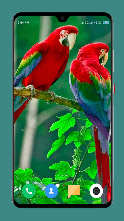 Parrot Wallpapers 4K - 1.09 - (Android)