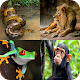 Animal Quiz: Guess the Animal Download on Windows