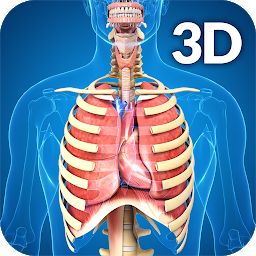 Slika ikone Respiratory System Anatomy
